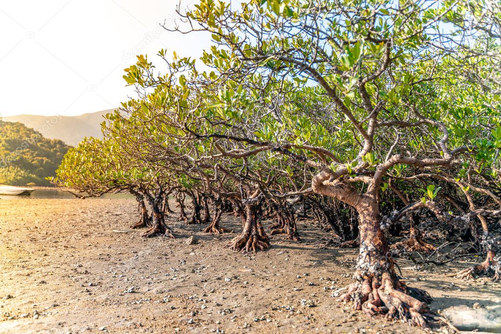 Mangrove trees along the turquoise green salty water