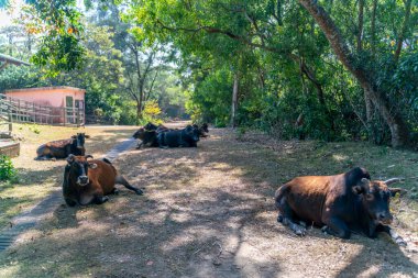 İnekler çayırlarda otlar ve dinlenir.
