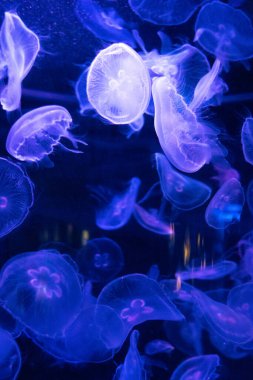 Su parkındaki bir sürü denizanasıyla dolu renkli akvaryum.