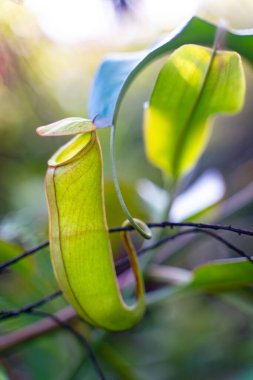 Bir kır çiçeğinin yakın plan fotoğrafı. 