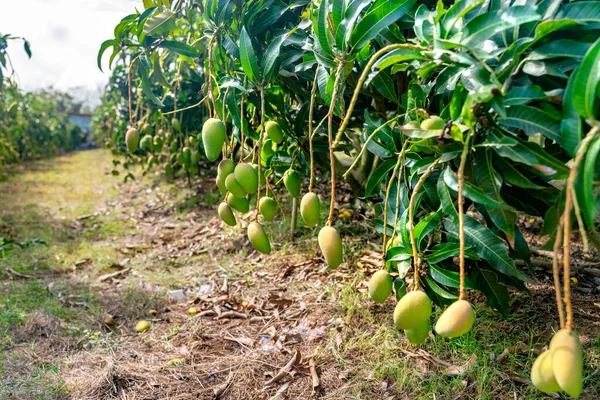 The mango trees on mango plantation