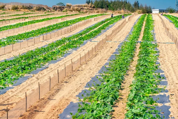 Utsikten Över Vattenmelonplantage Inne Öknen — Stockfoto