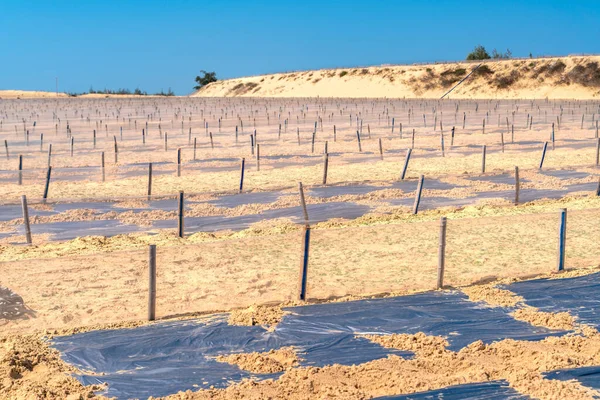 Utsikten Över Vattenmelonplantage Inne Öknen — Stockfoto