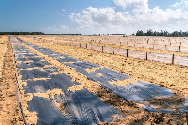 Utsikten Över Vattenmelonplantage Inne Öknen — Stockfoto