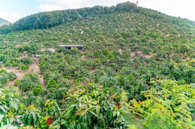 Çin 'deki Hainan' daki mango çiftliği.
