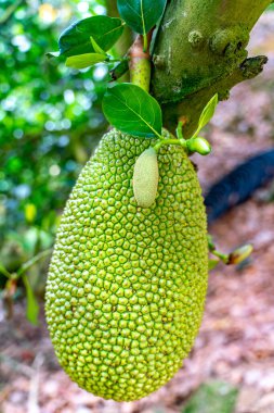 Hainan Meyve Bahçesi 'nin içindeki ağaçta yemyeşil meyveli brunch' ın muhteşem manzarası.