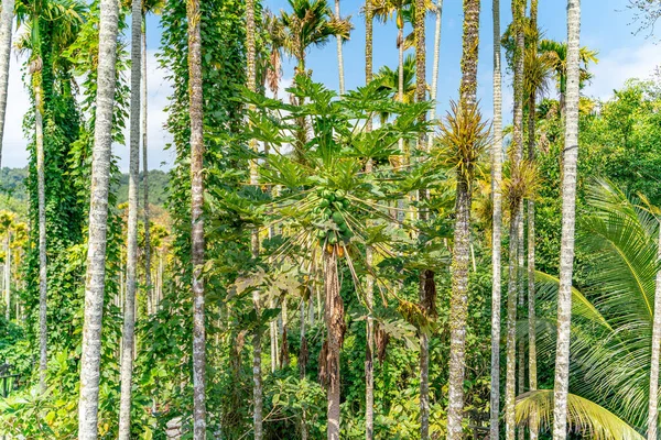 Papaya Plantage Hainan Kina — Stockfoto