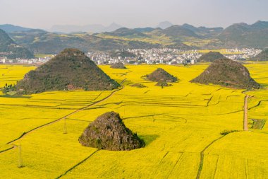 Çin 'in Yunnan eyaletindeki inanılmaz sarı kanola tarlası.