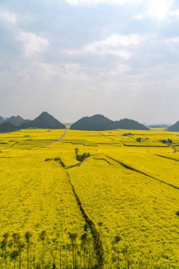 Çin 'in Yunnan eyaletindeki inanılmaz sarı kanola tarlası.