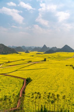 Çin 'in Yunnan eyaletindeki inanılmaz sarı kanola tarlası.