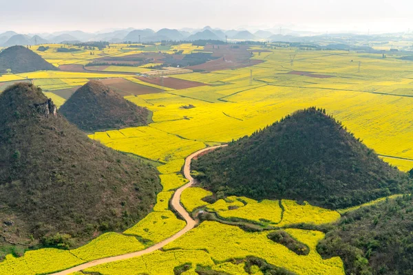 Niesamowite Żółte Pole Rzepaku Prowincji Yunnan Chinach — Zdjęcie stockowe