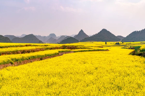 Niesamowite Żółte Pole Rzepaku Prowincji Yunnan Chinach — Zdjęcie stockowe