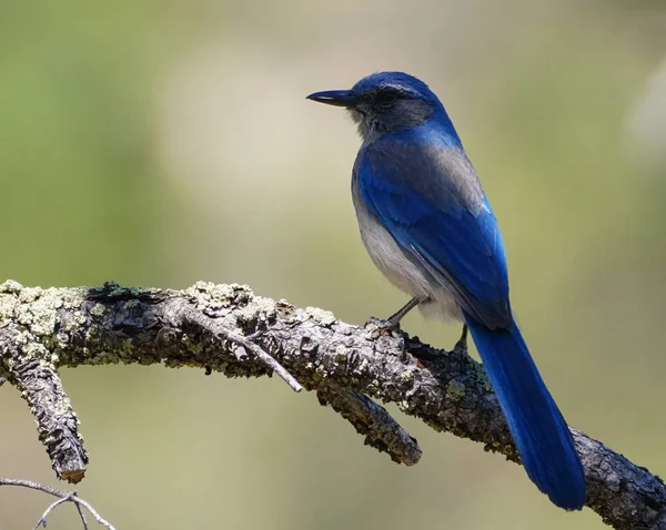 Närbild Grå Breasted Jay Uppflugna Trädgren — Stockfoto