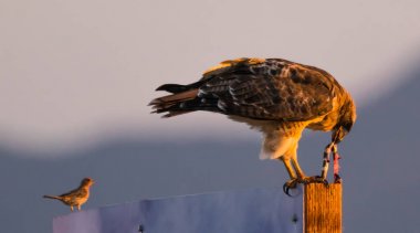 A Red Tailed Hawk Eating a Snake at Sunset clipart