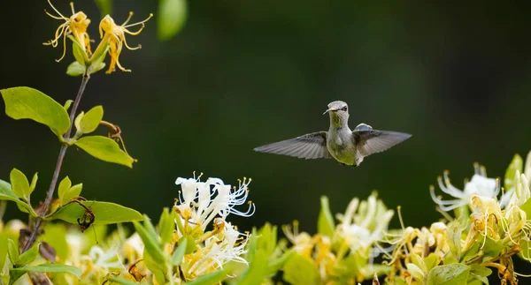 Close Hummingbird Tongue Out Pollen Beak — Fotografia de Stock