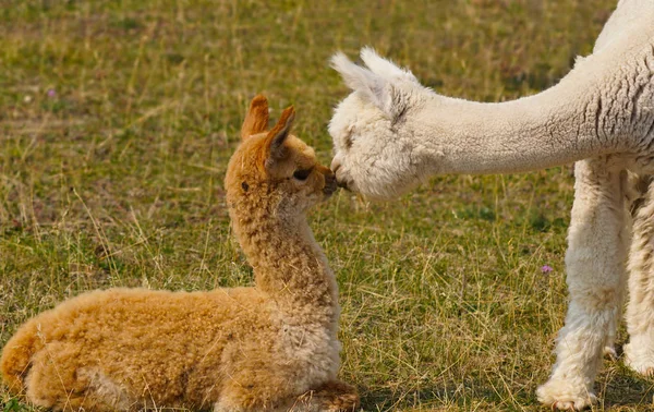 Dos Jóvenes Alpaca Comparten Momento Especial — Foto de Stock