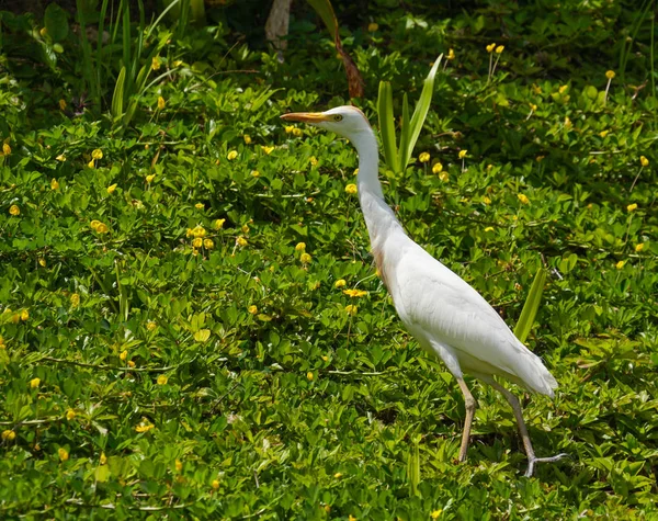 White Egret Walking Field Green Yellow — Stock Photo, Image