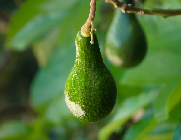 Luscious Avocado Hanging from Tree as it Ripens