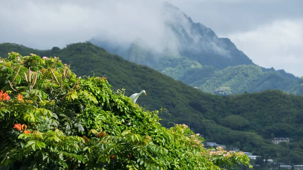 Egret Balances Tree Tops Hawaiian Rainforest — Stock Photo, Image