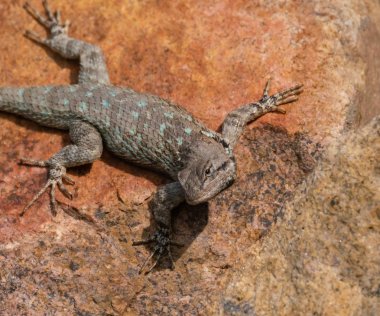 Turkuaz lekeler ile bir kertenkele waning Sunlight Takes