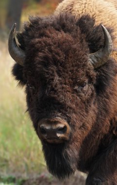 Boynuzları ile genç bir Bison boğa portresi.