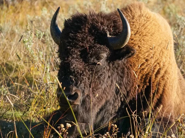 Ein Amerikanischer Bisonbulle Ruht Späten Nachmittag Gras — Stockfoto