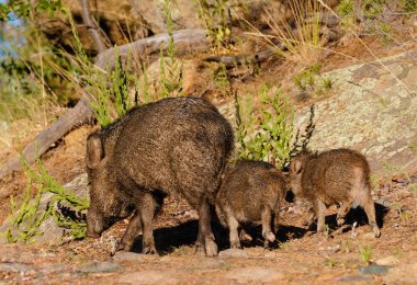 Javelina ekmek ile onu piglings gitmek için bir akşam yürüyüş-sürüm 1