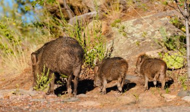Javelina onu piglings ile ekmek bir akşam yürümek için gitmek-sürüm 2