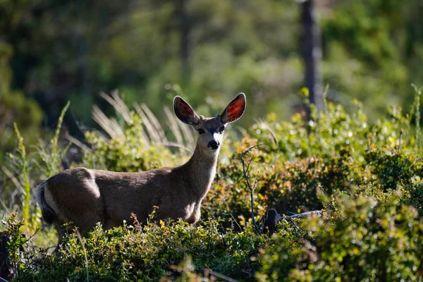 Young Buck Berdiri Hutan Kliring Sore Hari — Stok Foto