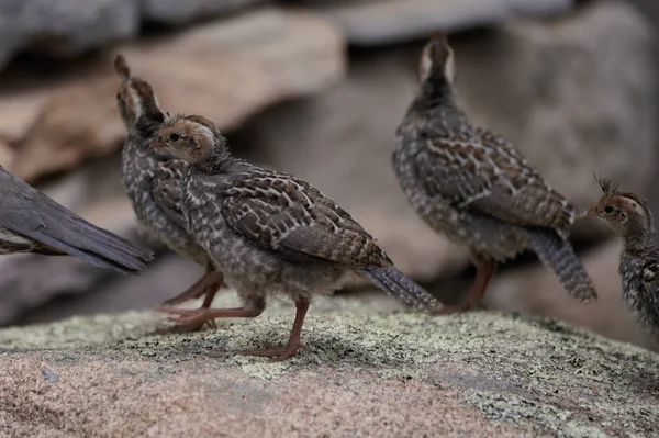 Quail Chicks Dad Outing — Stock Photo, Image