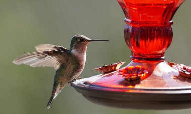 A Small Hummingbird Getting Ready for a Drink clipart
