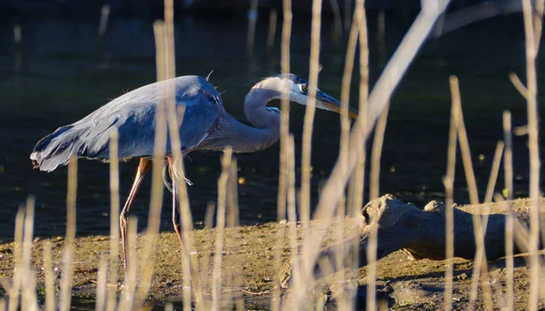 Een Geweldige Blauwe Reiger Lopen Een Zandbank Achter Sommige Moeras — Stockfoto