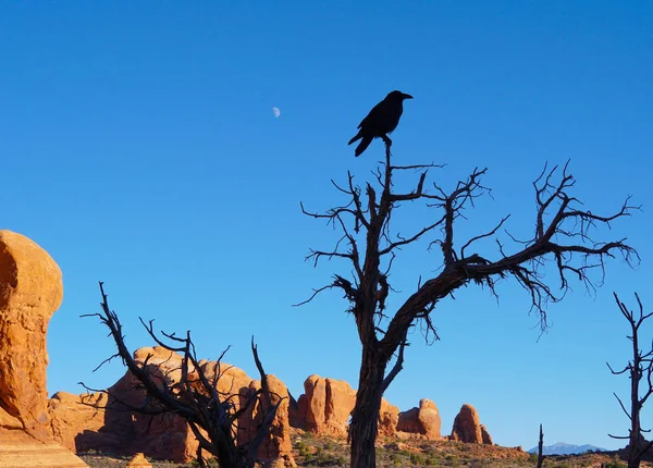 Silhouette of a raven on a barren tree with the red rocks of Arches National Park in the background.