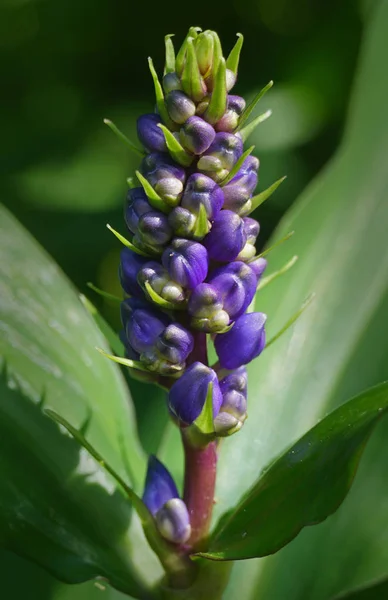 Stelo Bellissimi Fiori Tropicali Viola Foglie Verde Intenso — Foto Stock