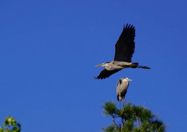 A Great Blue Heron flies by another one that is perched on the top of a tree. clipart