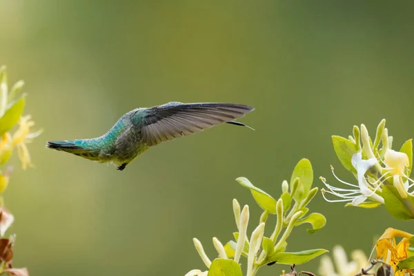 Bir Hanımeli Çiçeğinin Nektarı Yolunda Küçük Bir Sinekkuşu — Stok fotoğraf