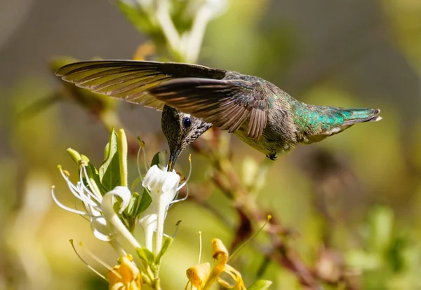 Kolibrier Flykten Har Det Näbben Ner Mitten Kaprifol Blomma — Stockfoto