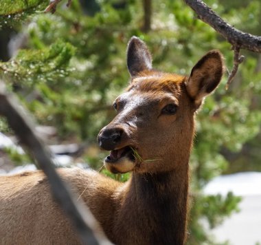 Yellowstone Milli Parkı'nda orta atıştırmalık güzel geyik.