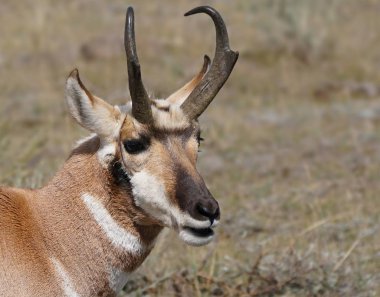 Onun başbakan bir Pronghorn Buck Closeup.