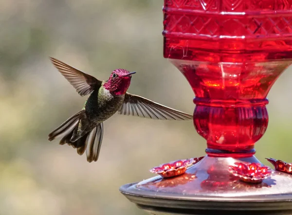 Ein Rubinroter Kolibri Der Einem Futterhäuschen Schwebt — Stockfoto