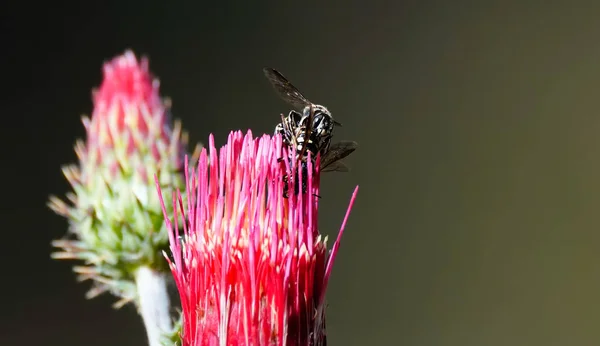 Bijen Paring Een Hete Roze Bloem — Stockfoto