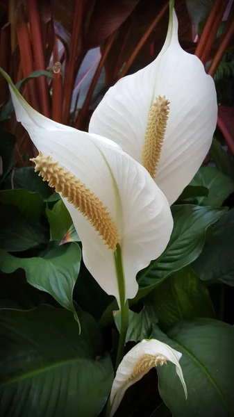 The beauty and purity of the Peace Lily flowers.