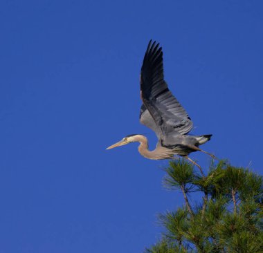 Büyük Mavi Biron büyük bir çam ağacının tepesinden çıkar.