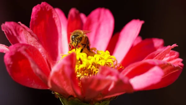 Bee Tongue Extended Flower Pollen Covering Face — Stock Photo, Image