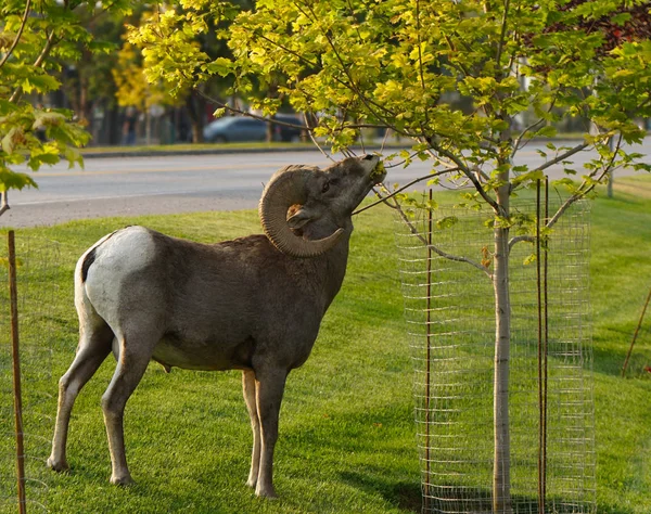 Gran Bighorn Ram Bocadillos Árbol Ciudad — Foto de Stock