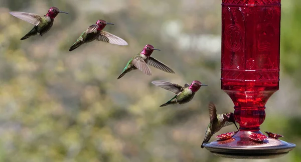 Mehrere Bilder Eines Kolibris Flug — Stockfoto