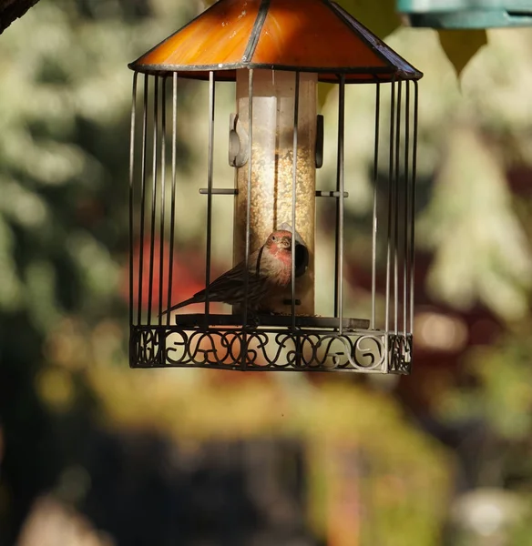 Pajarito Comiendo Semillas Alimentador Pájaros Con Vidrieras — Foto de Stock