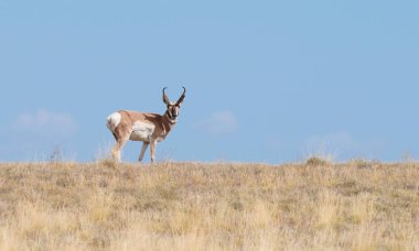 Pronghorn Antilop Buck Arizona Yaz Çim Kamera bakıyor 