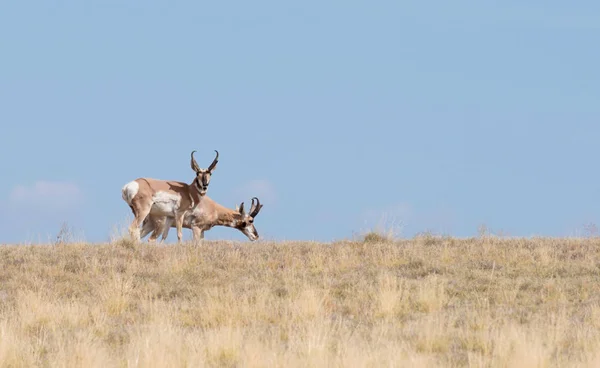 Two Pronghorn Antelope Bucks Enjoying Arizona Summer Grass Version — стоковое фото