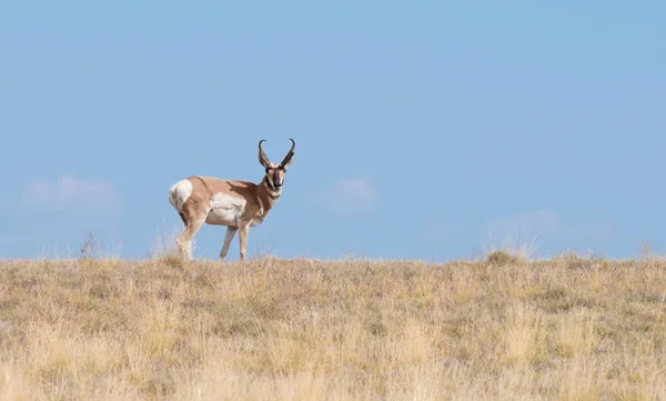 Pronghorn Antelope Buck Hierba Verano Arizona Mirando Cámara —  Fotos de Stock
